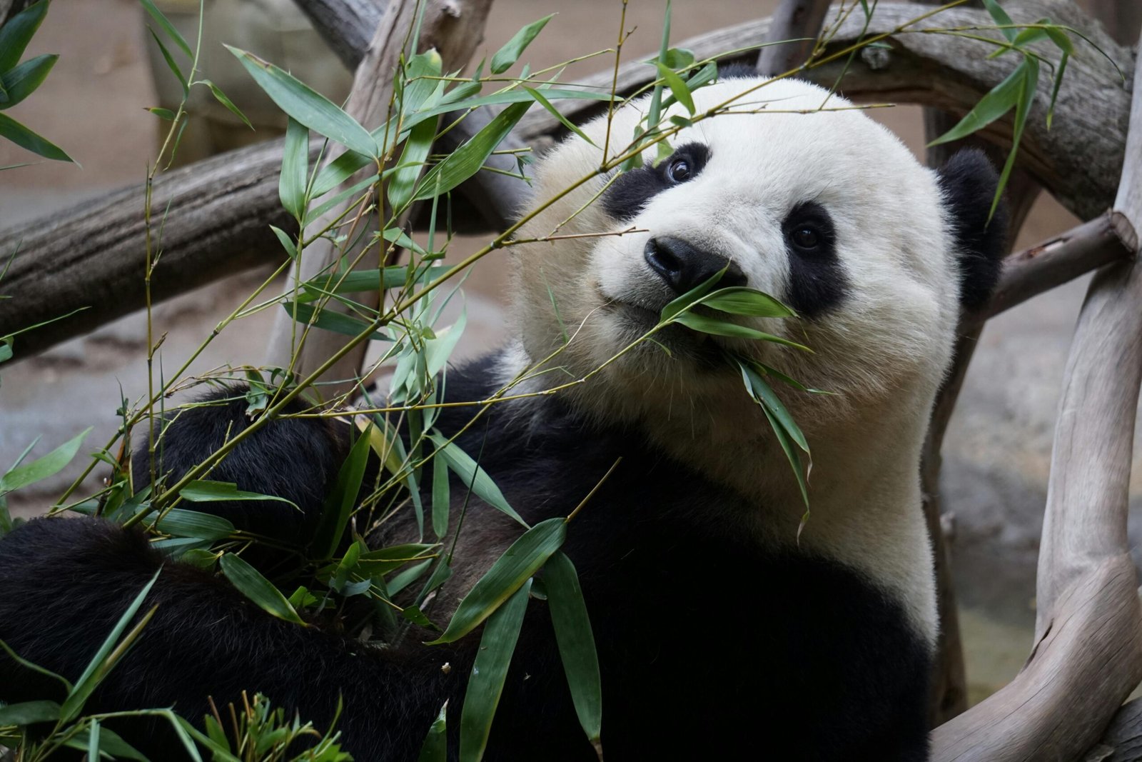 A close-up photo of a giant panda enjoying bamboo in a tranquil zoo setting.